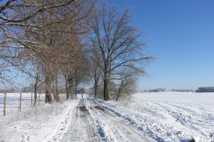 Allee in verschneiter Landschaft