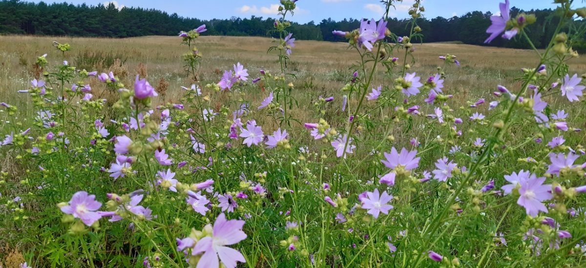 Wander-Touren für den Sommer