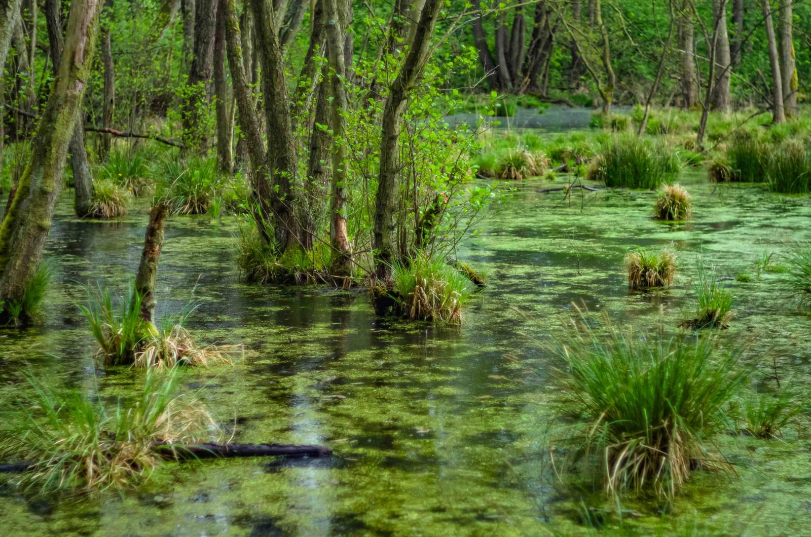 zahrt Wasserfläche / Sumpf mit Bäumen und Gräsern