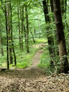 Weg in einem Laubwald